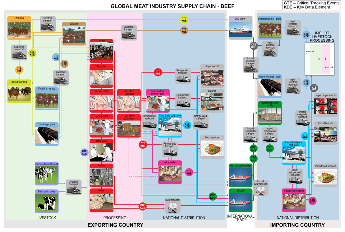 Beef Supply Chain Model